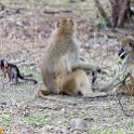 ZMB NOR SouthLuangwa 2016DEC10 NP 006 : 2016, 2016 - African Adventures, Africa, Date, December, Eastern, Month, National Park, Northern, Places, South Luangwa, Trips, Year, Zambia